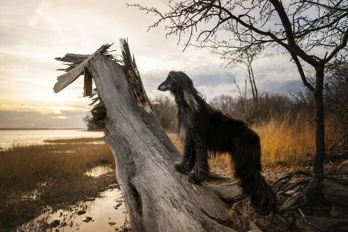 38 Dreamy Moments Of Pets That I Caught On Camera