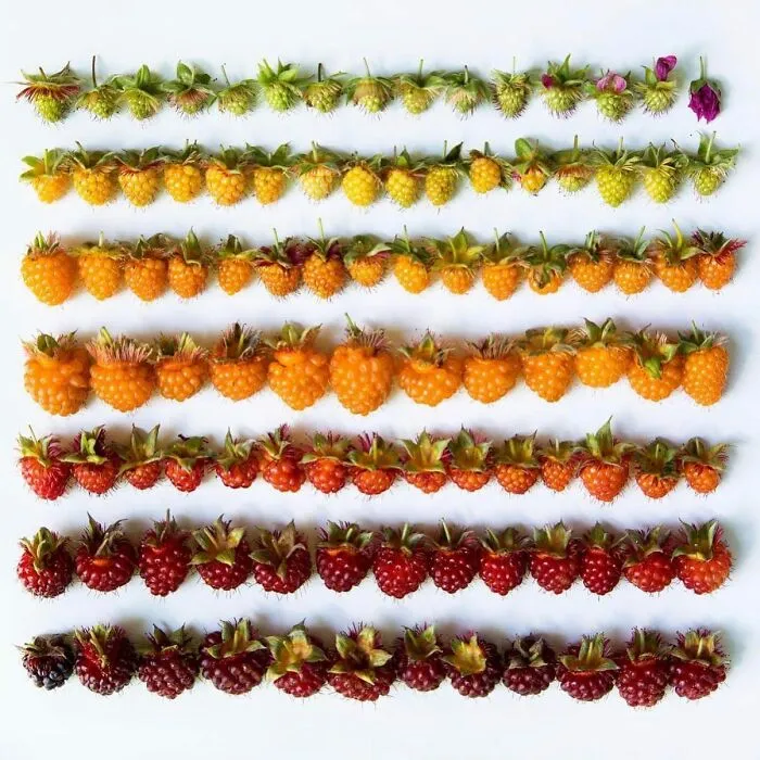 70 Captivating Gradient Photos Of Ordinary Items By Brittany Wright