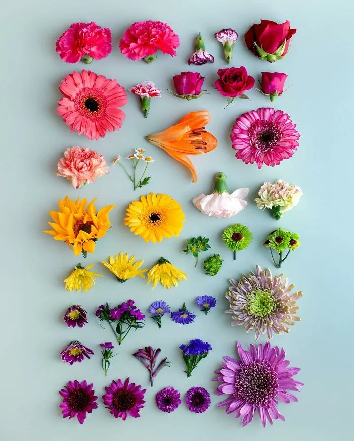 70 Captivating Gradient Photos Of Ordinary Items By Brittany Wright