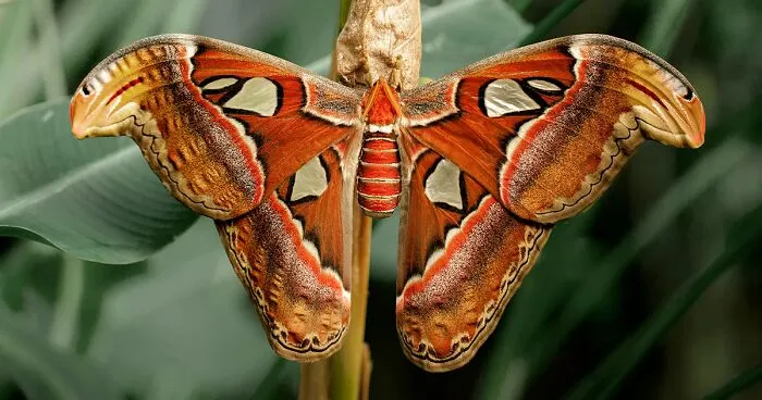 Butterflies’ Scale Nano-Structures Are So Powerful That They Don’t Fade From Ultraviolet Sun Rays