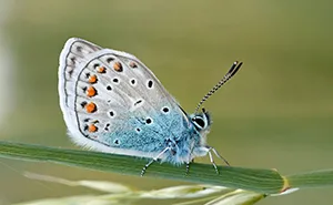 Butterflies’ Scale Nano-Structures Are So Powerful That They Don’t Fade From Ultraviolet Sun Rays