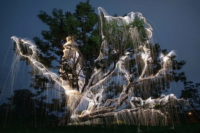 Photographer Captured 35 Enchanting Pictures Of Trees Filled With Sparkles Of Light