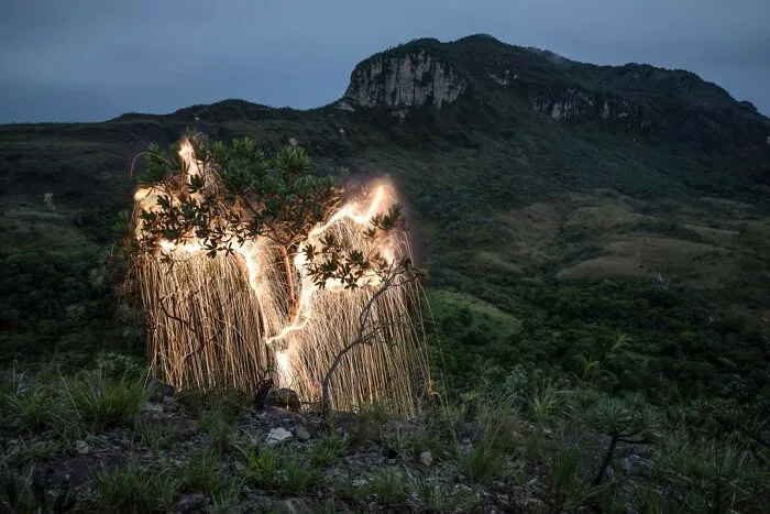 Photographer Captured 35 Enchanting Pictures Of Trees Filled With Sparkles Of Light