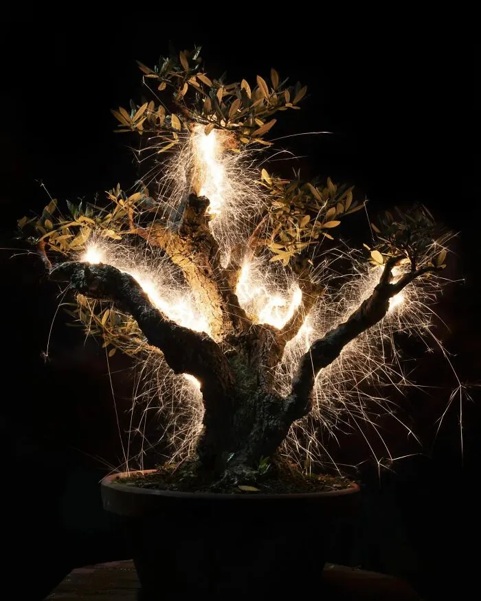 Photographer Captured 35 Enchanting Pictures Of Trees Filled With Sparkles Of Light