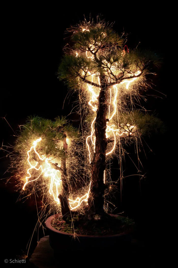 Photographer Captured 35 Enchanting Pictures Of Trees Filled With Sparkles Of Light