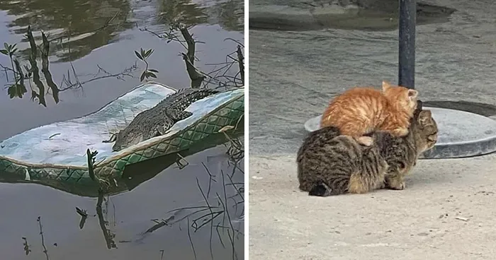 50 Pics Of Animals Being Their Hilarious Selves To Make Your Day
