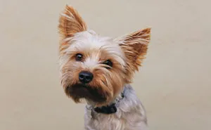 Hey Pandas, AITA For Not Letting My Sister's Dog Attend My Wedding?