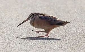 American Woodcock Becomes Internet’s Favorite With Its Weird Way Of Walking