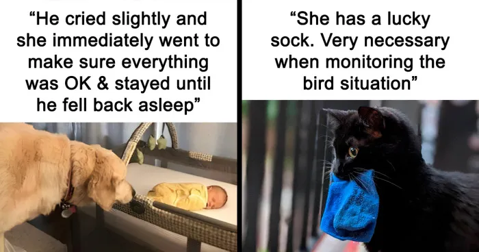 50 Hilarious Animal Memes To Leave You Cackling Like A Hyena