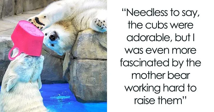 12 Adorable Portraits Of Polar Bear Mother Playing With Her Cub In The Water That I Took At The Zoo