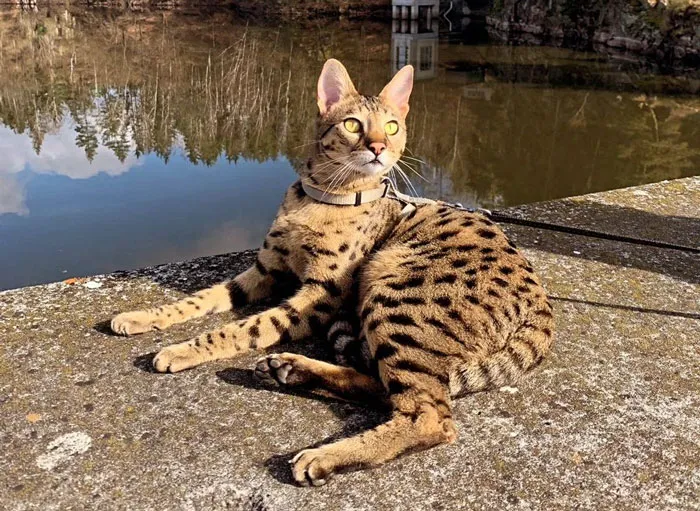 Savannah Cat 