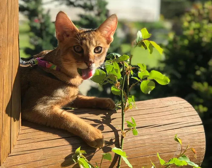 Chausie