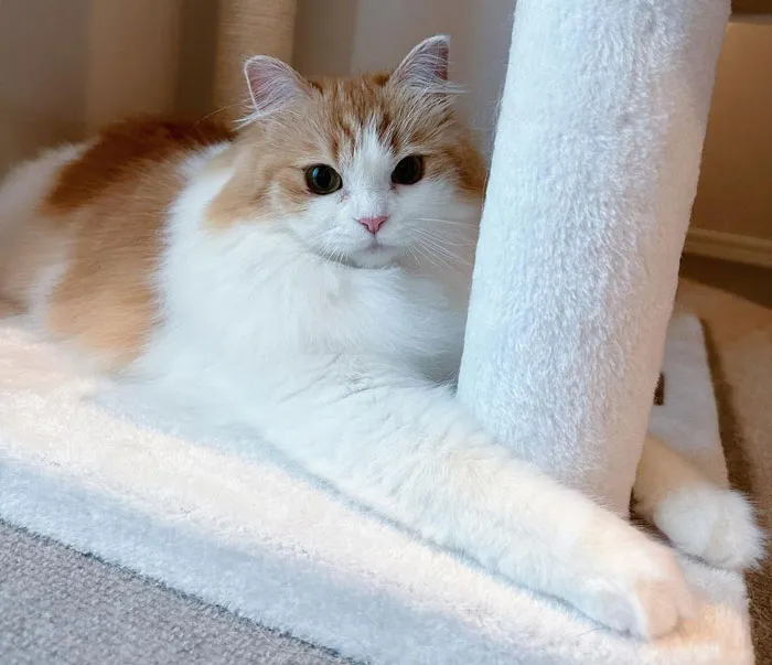 Ragamuffin