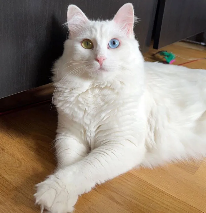 Turkish Van