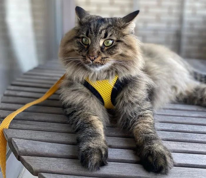Norwegian Forest Cat