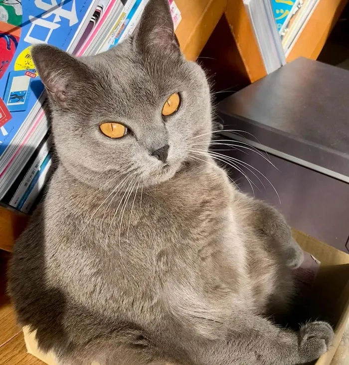 Chartreux