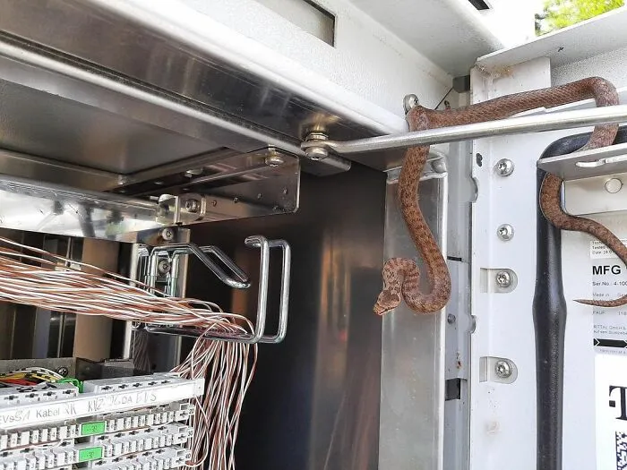 German T-Mobile Found 3 Snakes Inside Their Network Unit
