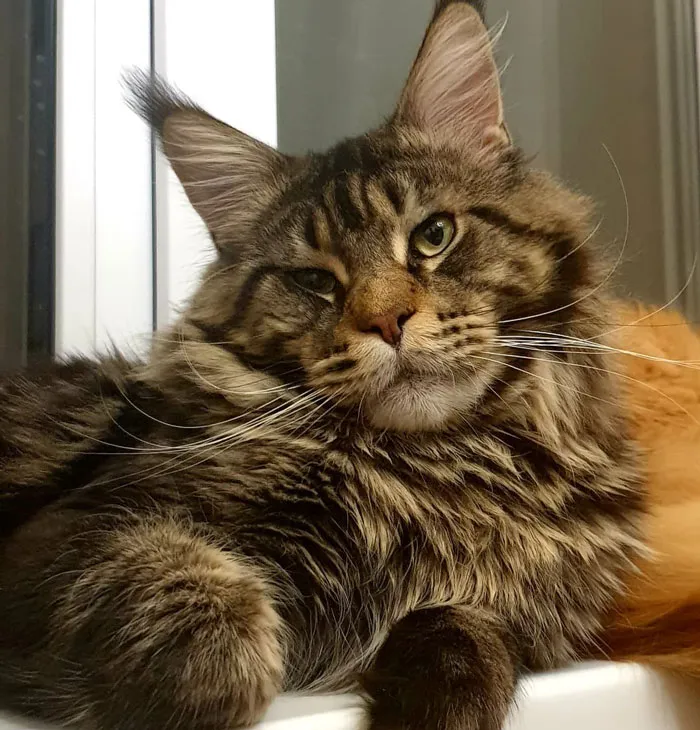 Maine Coon 