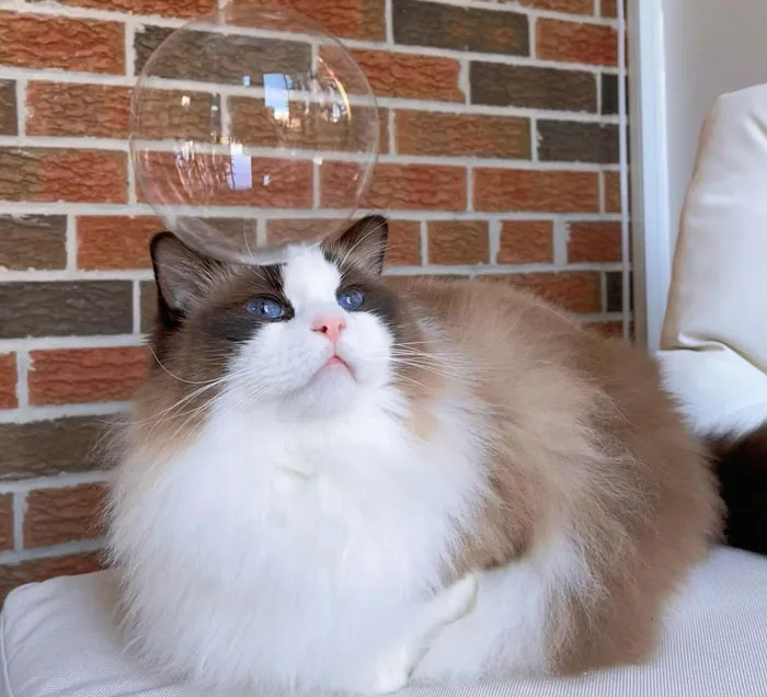 Ragdoll