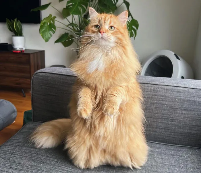 Siberian