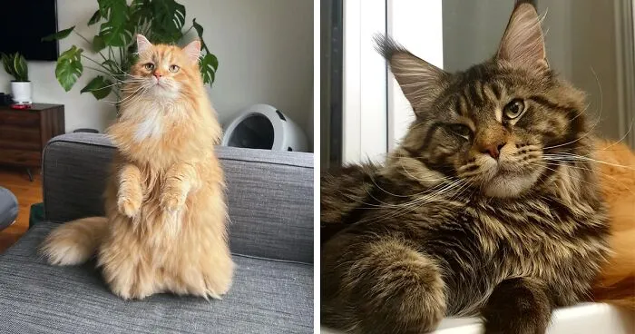 The Top 10 Largest Domestic Cat Breeds In The World