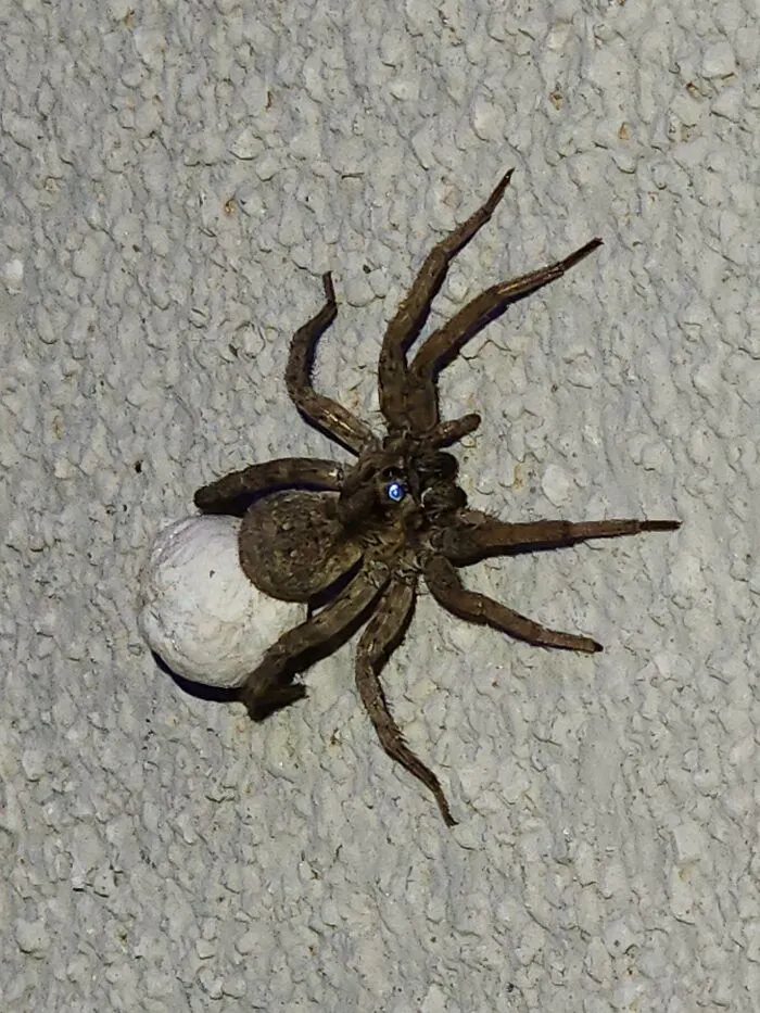 Esto estaba fuera de mi casa