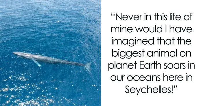 Blue Whales Returned To Seychelles: Scientists Recorded 23 Species During Their Surveys
