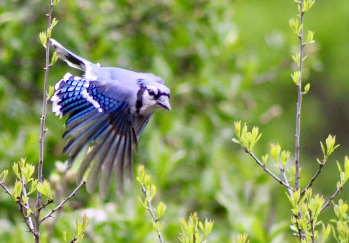 Started Taing Pictures As The Bird Was Sitting Still.got Lucky