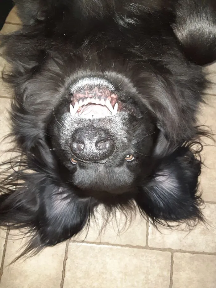 My Newfie Aurora