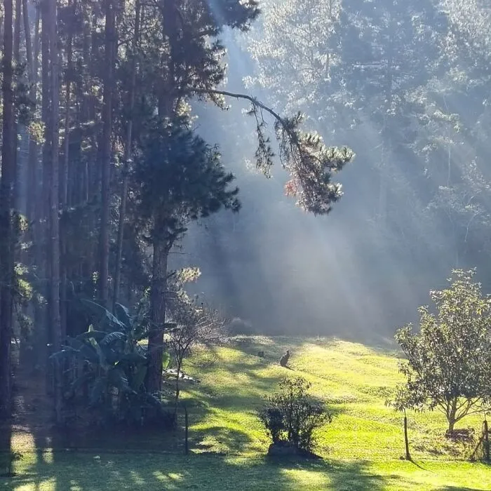 Early Morning View
