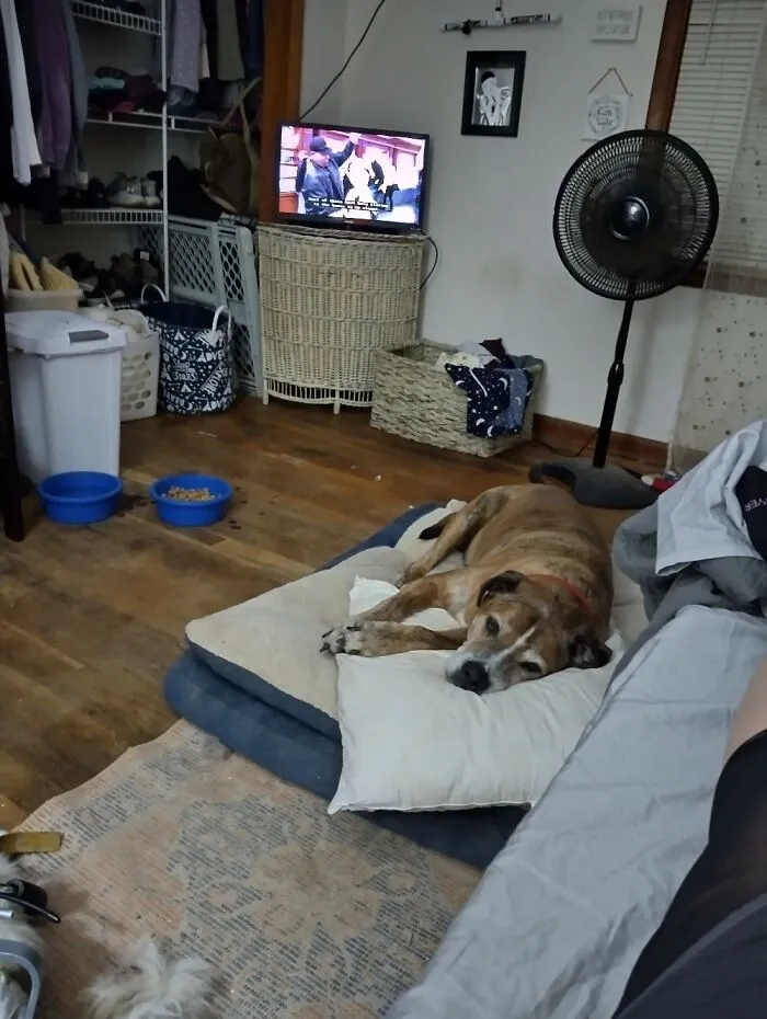 Jasper, My 15++ Red Brindle Pit