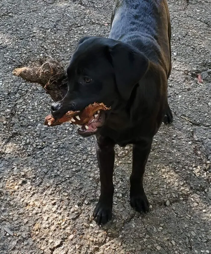 Eli