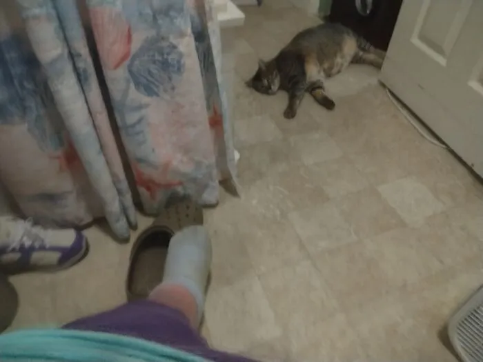 Our Pet Soft Can-Opener Wearing Blue Fur On Her Peets