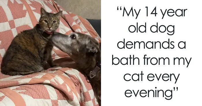 Woman Shares Video Of Her Dog Asking Cat Best Friend For A ‘Bath,’ It Goes Viral Online