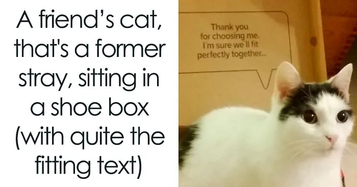 50 Funny Cat Memes That Are Better Than Netflix, As Shared On “Catsflix”