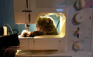 50 Funny Cat Memes That Are Better Than Netflix, As Shared On “Catsflix”