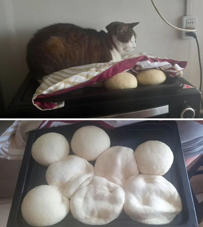 My Cat Decided To Ruin This Batch Of Bread. At Least She Was Comfortable