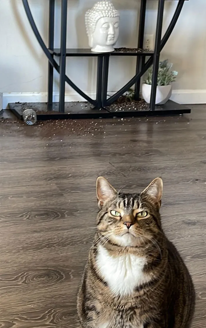 Princess Pamela Knocked Over Two Plants. All Because I Didn’t Feed Her The Moment I Came Home From Work