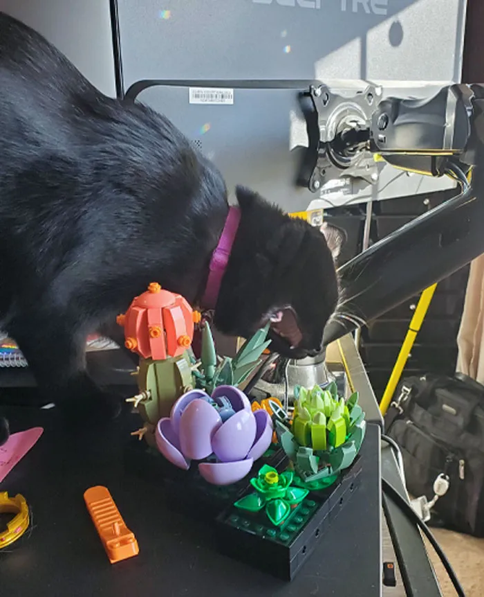 Luna Eats My Live Succulents, So I Got LEGO Ones. I Can't Have Nice Things