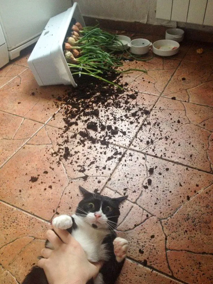 The Amount Of Guilt On That Cat's Face Is Hilarious