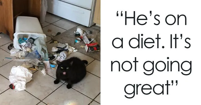 50 Destructive Cats That Weren’t Fast Enough To Escape The Scene Of The Crime