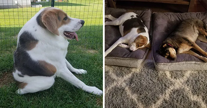 1 out of 150: A Dog With A Rare Short Spine Syndrome Inspires Us To Live Life To The Fullest