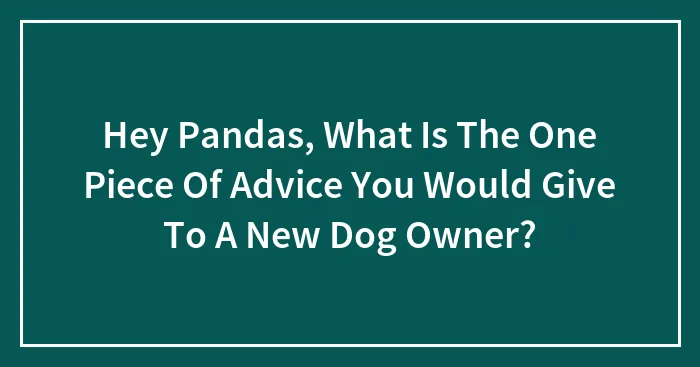 Hey Pandas, What Is The One Piece Of Advice You Would Give To A New Dog Owner? (Closed)