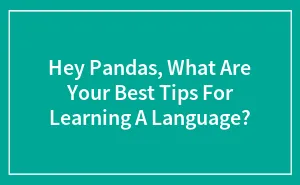Hey Pandas, What Are Your Best Tips For Learning A Language? (Closed)
