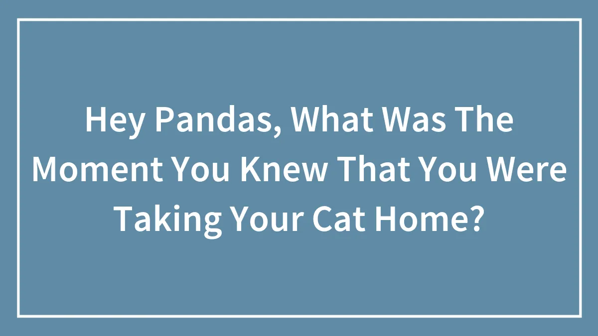 Hey Pandas, What Was The Moment You Knew That You Were Taking Your Cat Home? (Closed)
