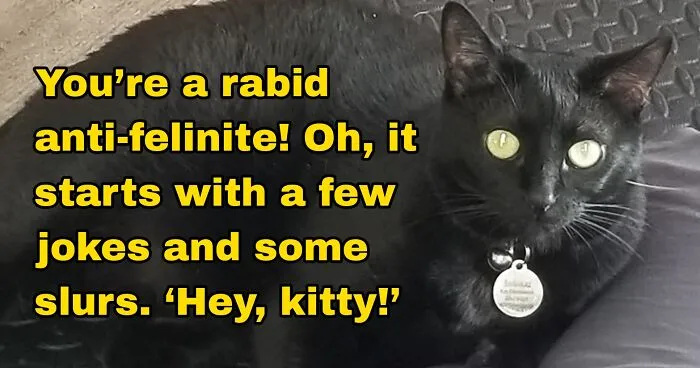 9 Seasons Of Seinfeld Summed Up In 10 Pictures Of My Cat