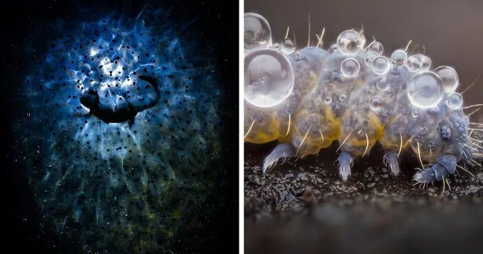 13 Captivating Entries From The 2023 Water Challenge By Close-Up Photographer Of The Year
