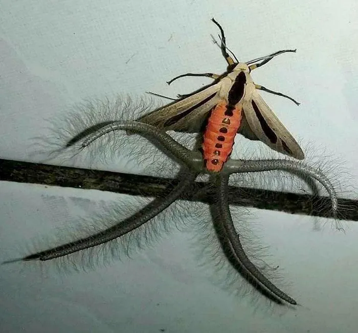 Omg