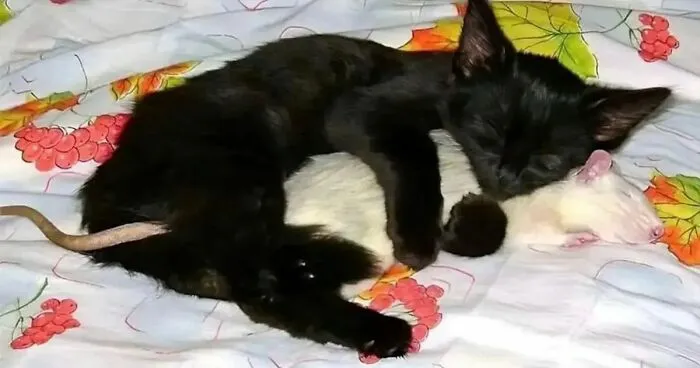 50 Adorable Pics That Might Convince You To Get A Pet Rat