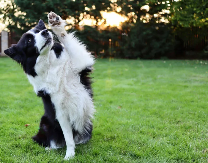 Border Collie